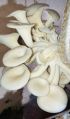 Creamy Grey Light Brown CHANDAN AGRO TECH fresh oyster mushroom