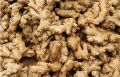 My Indian country The farmer's strengths are our identity Natural dried ginger