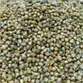 Fine Processed Light Green Organic Bajra Seeds