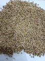 Common Solid Raw coriander seeds