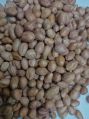 Common Brownish Natural peanut kernel