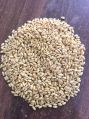Raw Wheat Seed wheat seeds