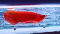 Healthy super red arowana fish