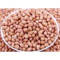 jumbo raw peanut kernel