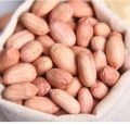 Natural raw peanuts