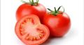 Organic Red fresh tomato