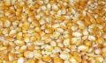 Common Yellow Maize Seeds