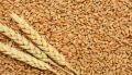 Natural wheat grains