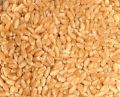 Natural wheat grains