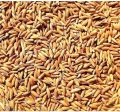 Dry paddy seed