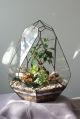 Square Round Rectangular Available in Many Colors Plain table top glass terrarium