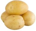 Fresh Regular Potato