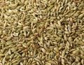 Common Solid NAMOX fennel seeds