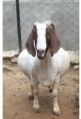 Boer Female Goat