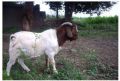 Boer Male Goat