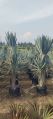 Bismarkia palm