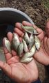 Whole seabass fish seed