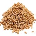 Sortex Clean Wheat Seeds