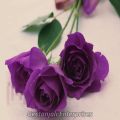 Purple Rose Flower