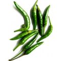 green chilli