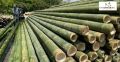 Bamboo Biryani Pipes