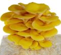 Fresh Golden Oyster Mushrooms