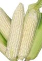 Fresh White Corn