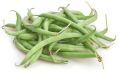 Common 6 Inch Length Fresh Green Bean