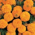 Common Creamy-Yellow Yellow Fresh Marigold Flowers