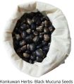 Black Mucuna Pruriens Seed