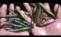 Murrel Fish Seed ( size 2.5 inch to 4 inch)