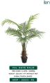 Green Date Palm