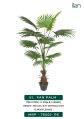 fan palm 2034 b decorative plants