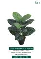 green apple decorative plant
