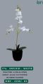 Green orchid - white 2124 b decorative plant