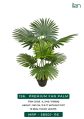 Green premium fan palm 2145 decorative plants