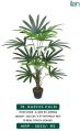 raphis palm plant 2012 b