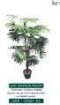 Green raphis palm 2076 a plant