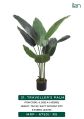 Green traveller palm plant