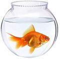 glass fish bowl