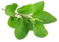 Organic Natural Brown Green Leaves/Seeds Green/Brown dry tulsi leaves