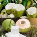 fresh green water coconuts