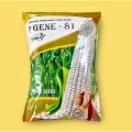 P.Gene - 81 Double Cross White Maize Seeds