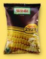 Paras 2929 Single Cross Yellow Maize Seeds