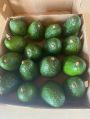 Round Green fresh avocado
