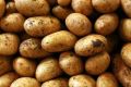 Common fresh kufri lima potato