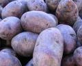 Fresh Kufri Neelkanth Potato