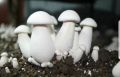 Natures farms fresh organic milky mushrooms