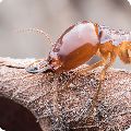 Anti Termite Treatment