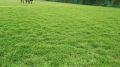 Green Brother Nursery Lawn Grass maxican carpet grass